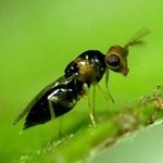 Erythrina gall wasp