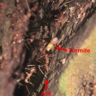 Termite under attack