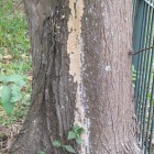 Trace of termite