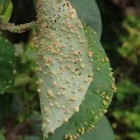 Insect-induced gall-2