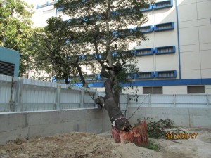 Collapsed tree