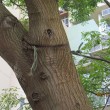 Girdling tree by rope-1