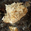 Brownish mycelial net