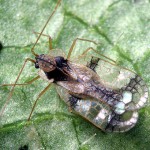 Rhododendron lace bugs