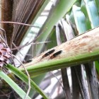 Coconut leaf beetle-2