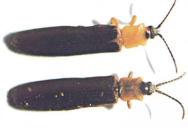 椰心葉甲蟲