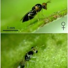 Erythrina Gall Wasp