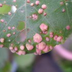 Insect-induced gall-1