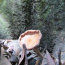 Non wood decaying fungi