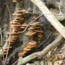 Wood decaying fungi-3