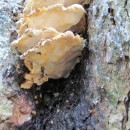 Wood decaying fungi-2